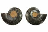 Cut/Polished Ammonite Fossil - Unusual Black Color #132534-1